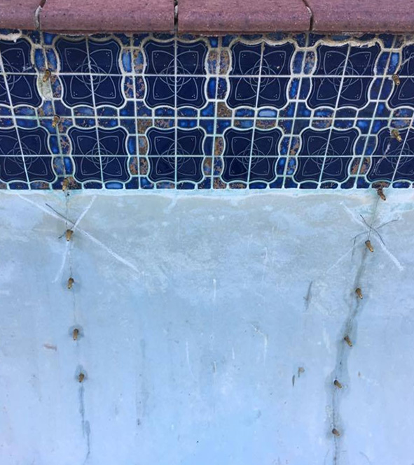 Chemical Injection for Concrete Pool Leaks